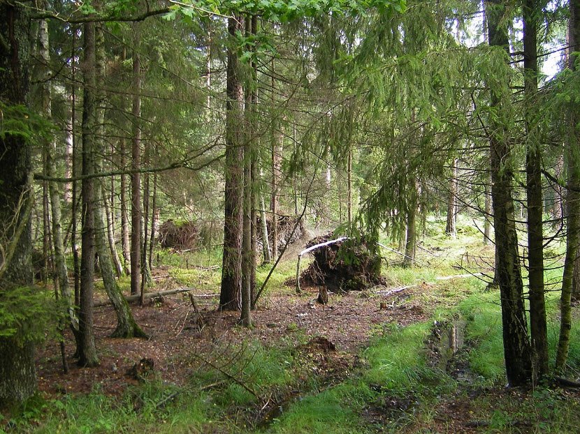 Belovezhskaya Pushcha National Park, Brest, Belarus (border area with Ukraine), Ukraine